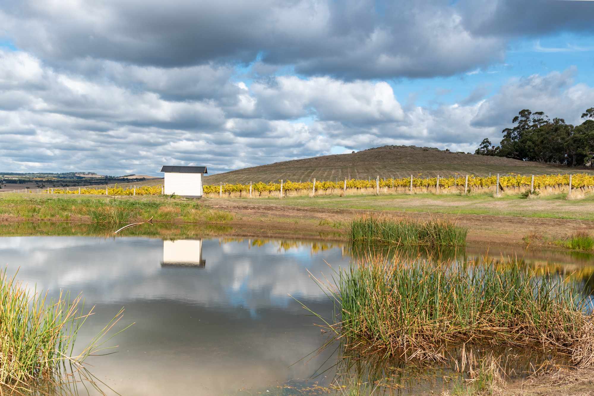 Vineyard on a cloudy day